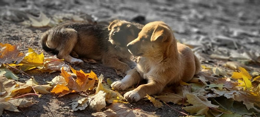 Фотография автора Evgeniya KHOKHLOVA