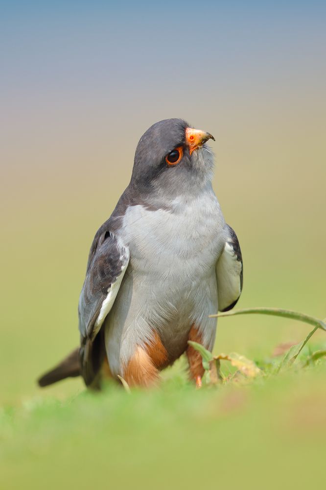 Photograph by Harish Kumar