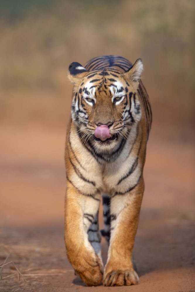 Photograph by Dilip Shah