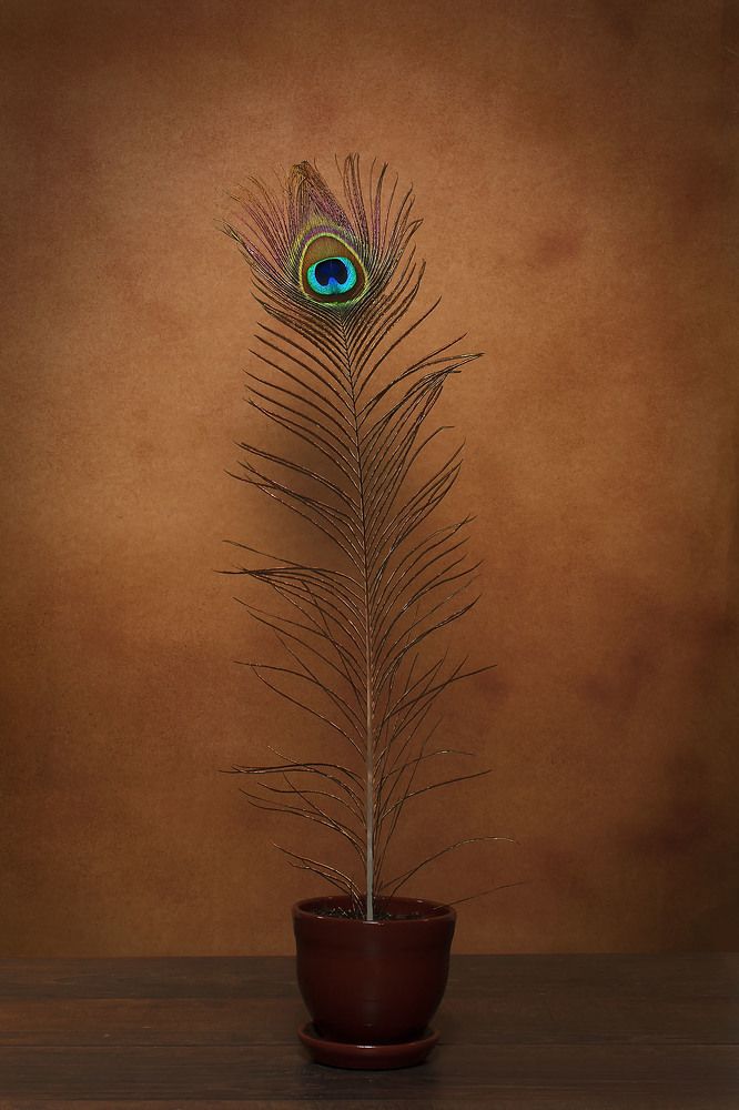 Photograph by Станка Петрова