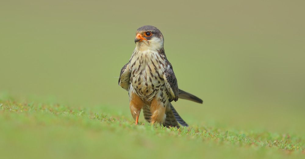 Photograph by Harish Kumar