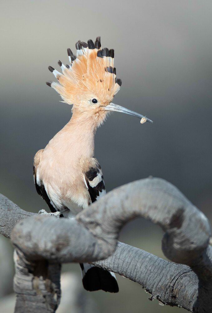 Photograph by Saif Al Maqbali Rashid