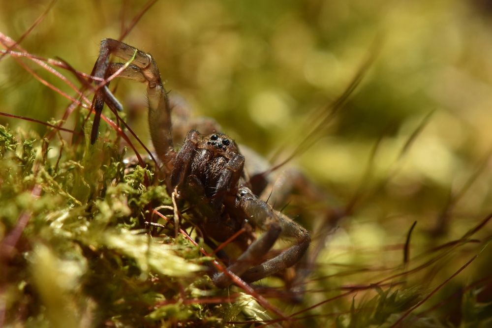 Фотография автора Мария Рохмистрова