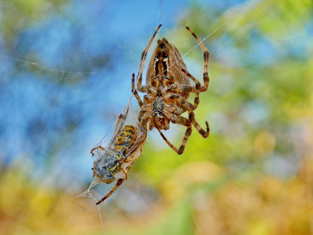 The spider and the victim