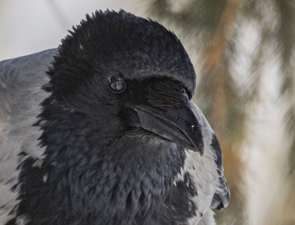 Воронья фотосессия