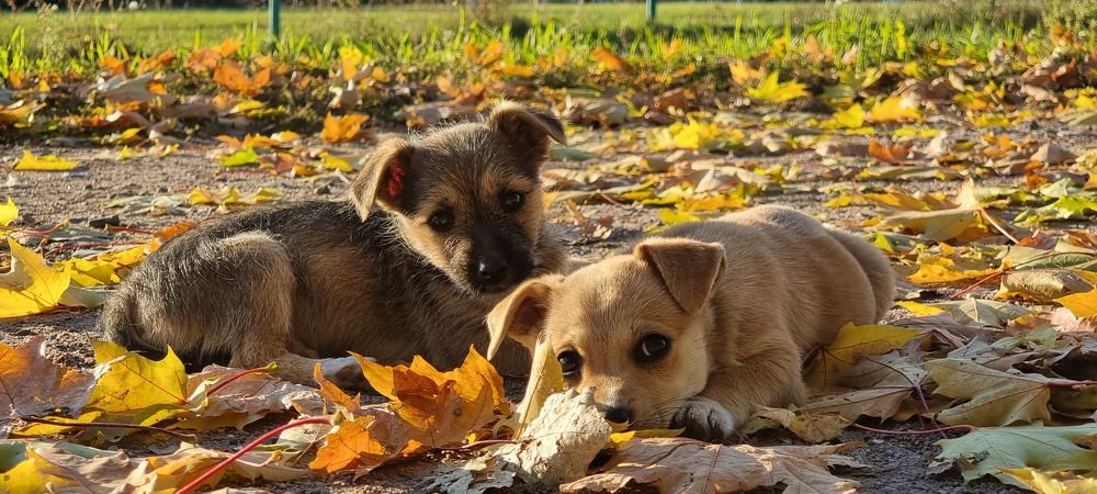 Фотография автора Evgeniya KHOKHLOVA