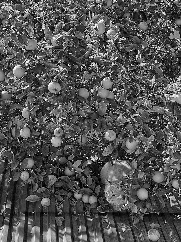 Photograph by Anna Strelzov