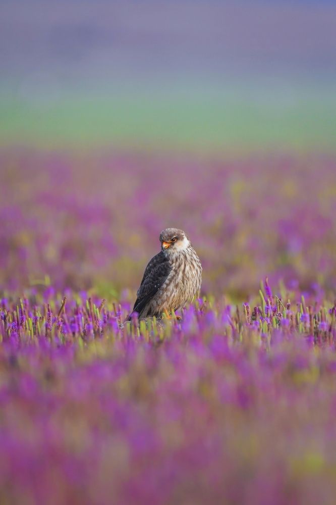 Sea of Wildflowers !