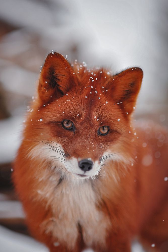 Photograph by Ксения Лысенкова