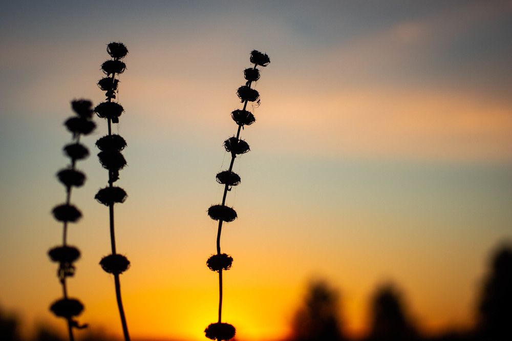 Photograph by Ирина Кошлюнова