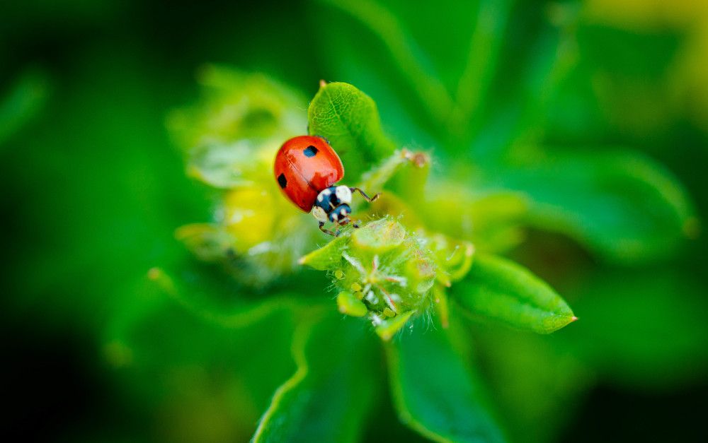 Photograph by Ирина Кошлюнова