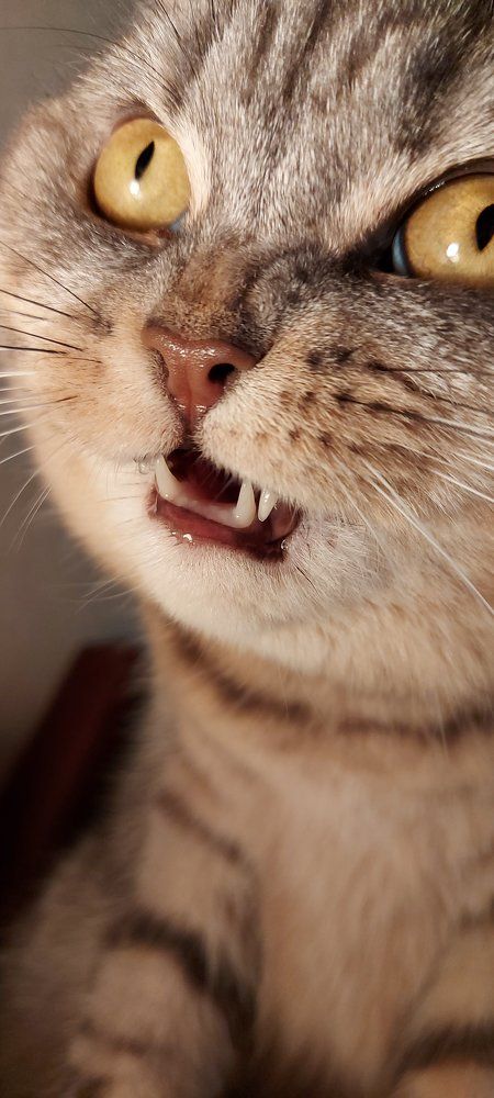 Фотография автора Evgeniya KHOKHLOVA