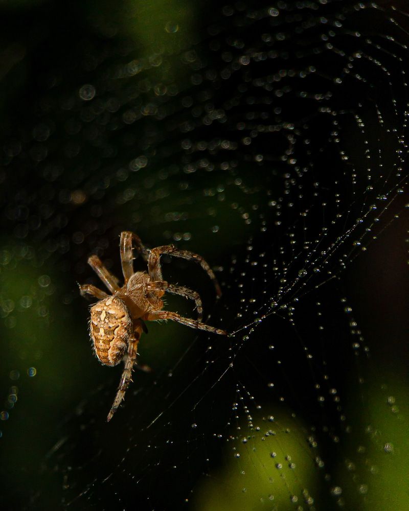 Photograph by Людмила Коныгина