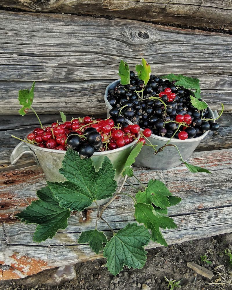 Photograph by Наталья Балабанова