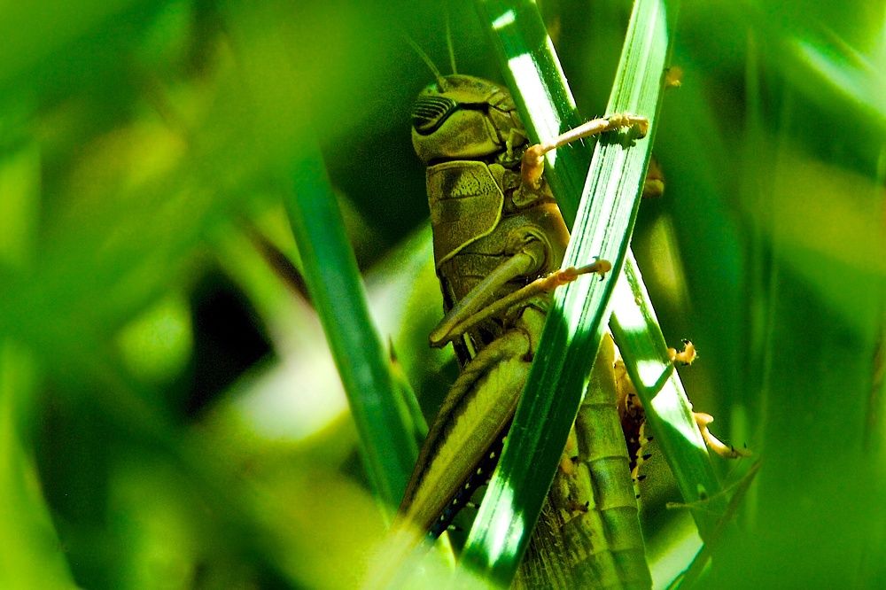 Mirada Criquet Pèlerin