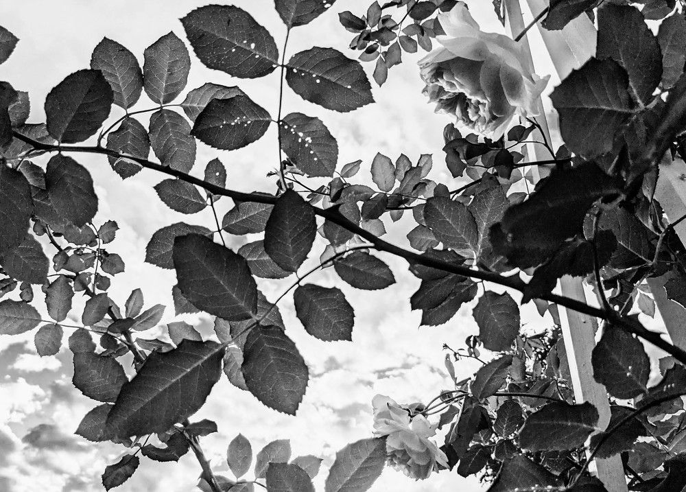 Photograph by Анастасия Павлова