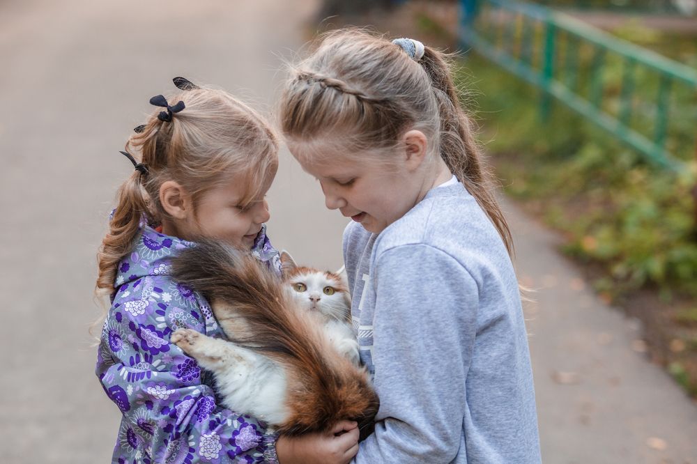 Бутерброд с котом