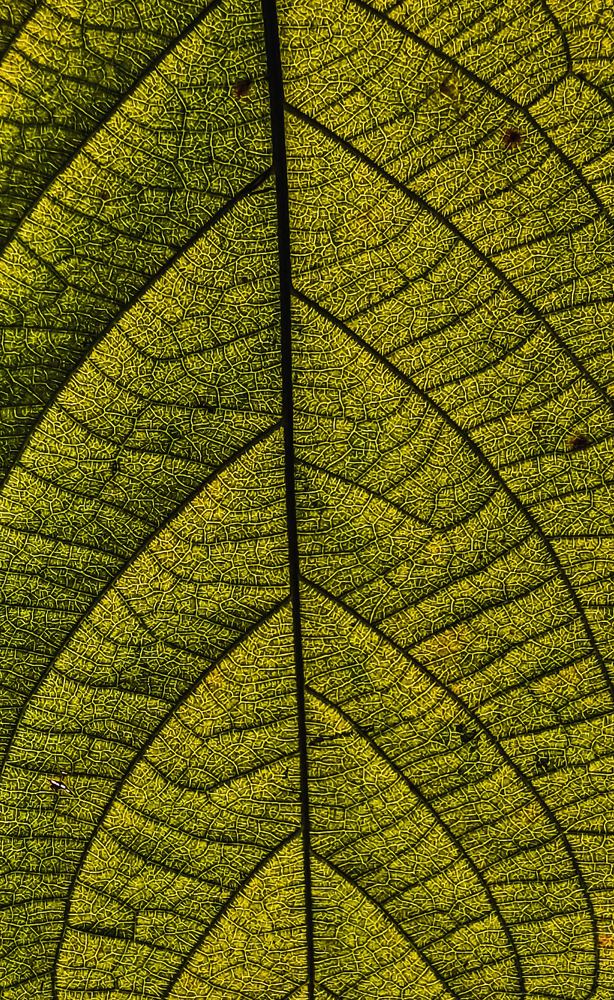 Photograph by Trishik Bose