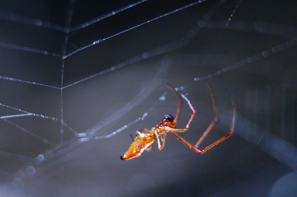 The Argyrodes