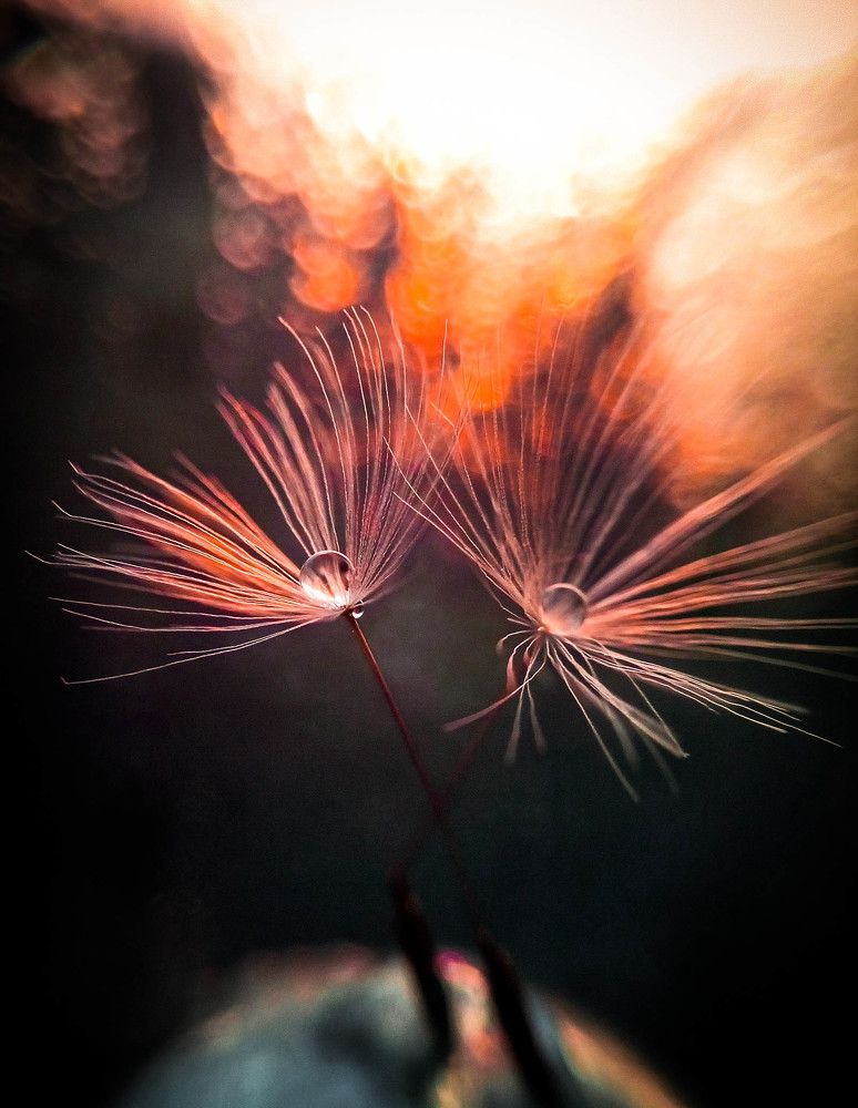 Танго вдвоём.