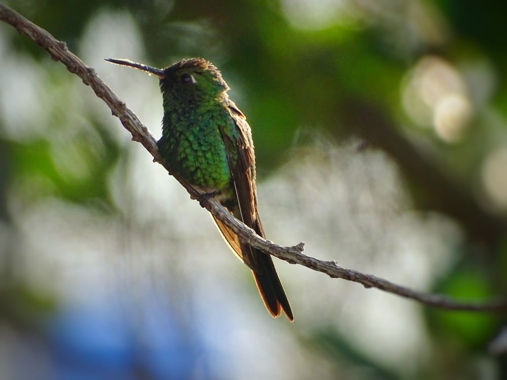 Photograph by Elsa Santana Figueras