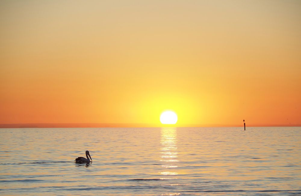 Pelican at Sunset