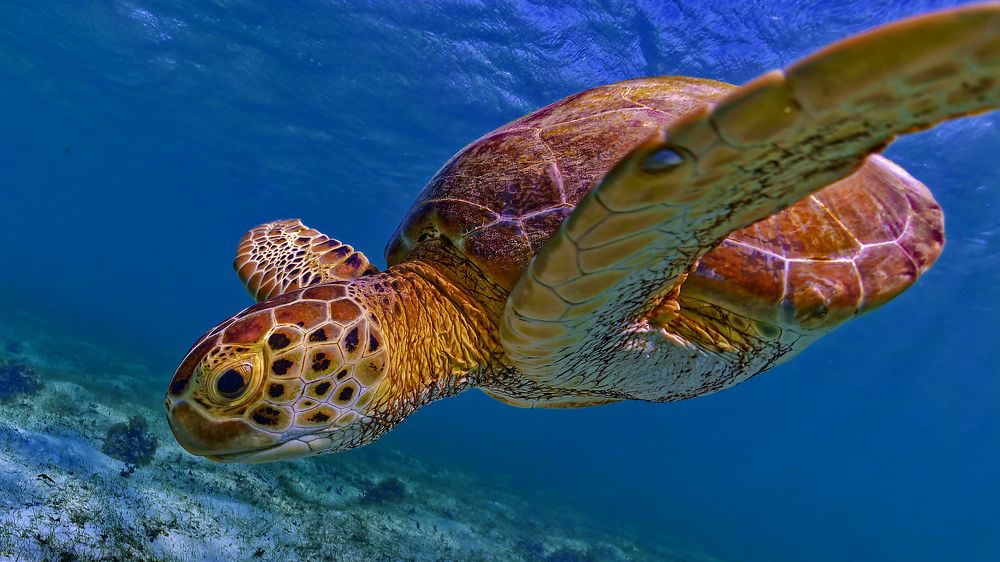 Photograph by Alain NEGRONI