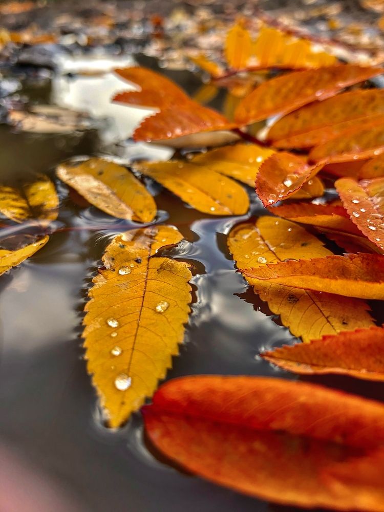 Photograph by Светлана Дмитриева