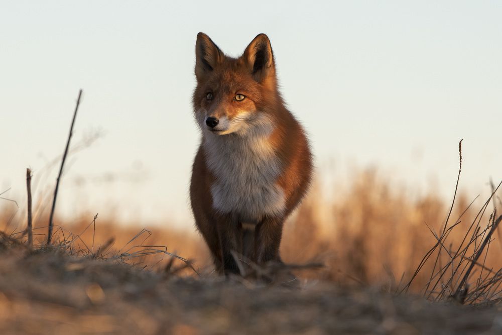 вечерняя охота