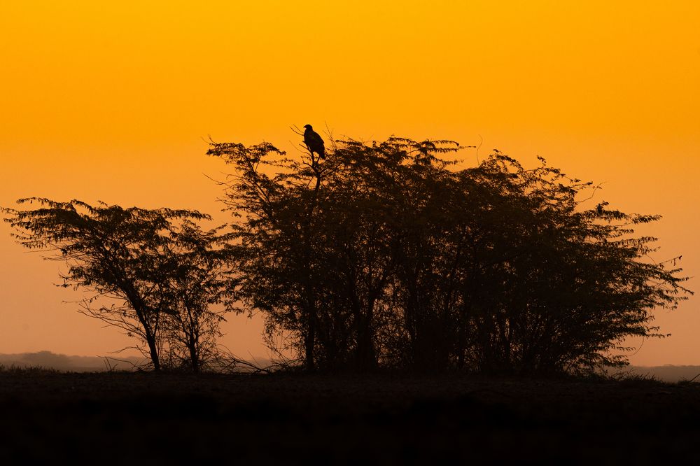 Photograph by Om Potdar