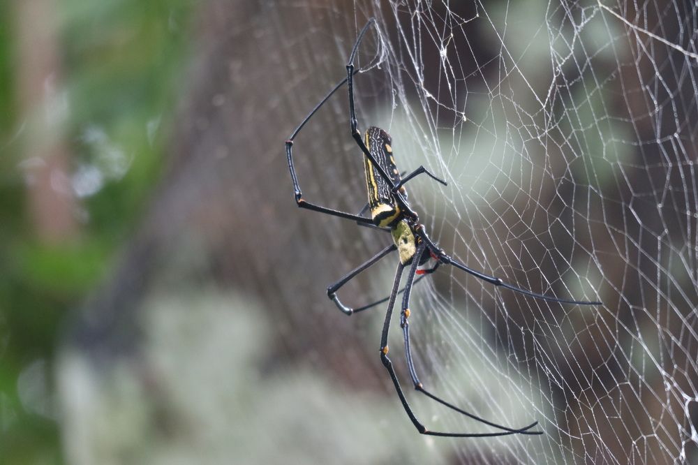 Photograph by kachachart duangket