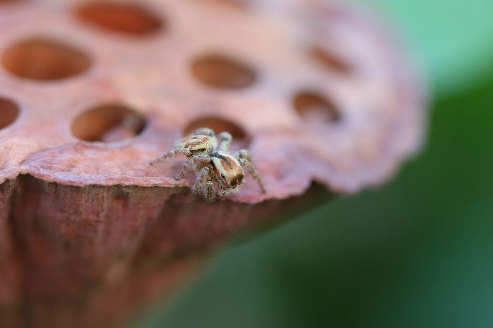 Photograph by kachachart duangket