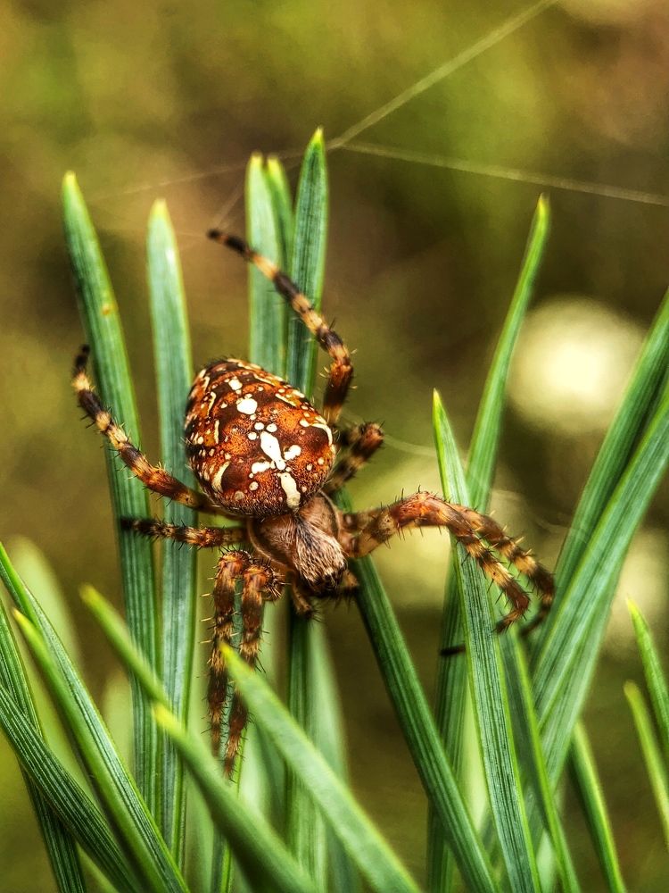 Photograph by Светлана Дмитриева