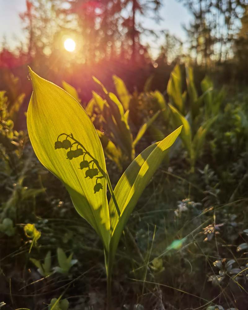 Photograph by Ирина Иванова