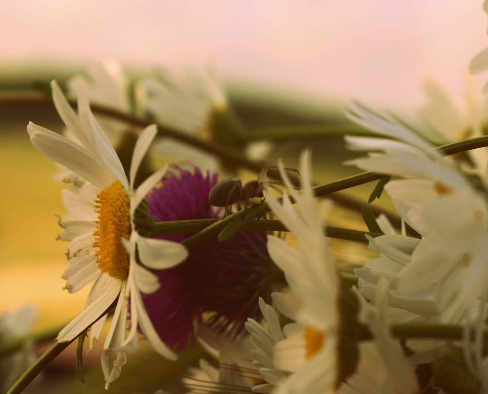 Photograph by Оксана Кийкова