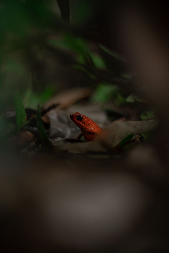 Blue Jeans Frog