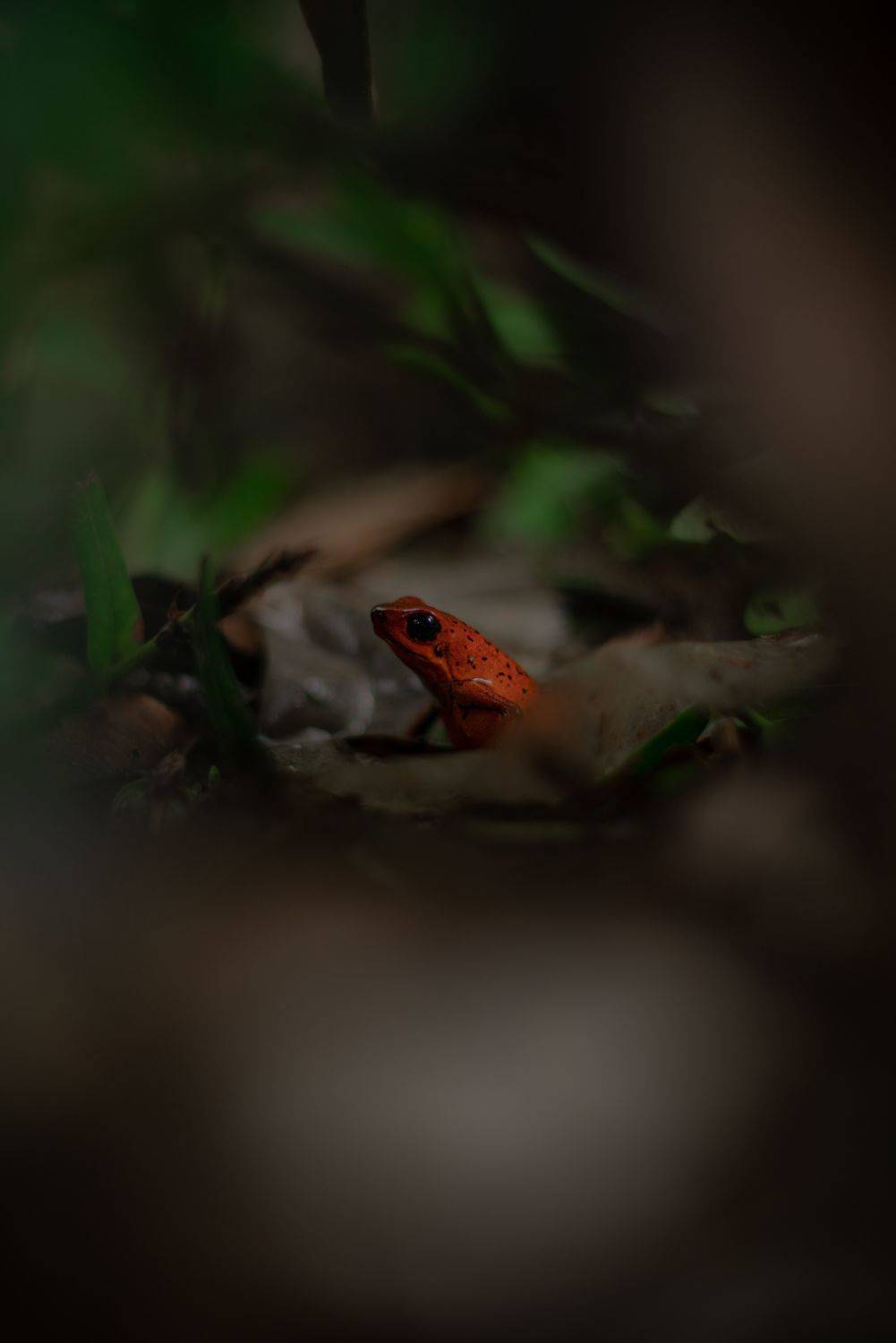Blue Jeans Frog