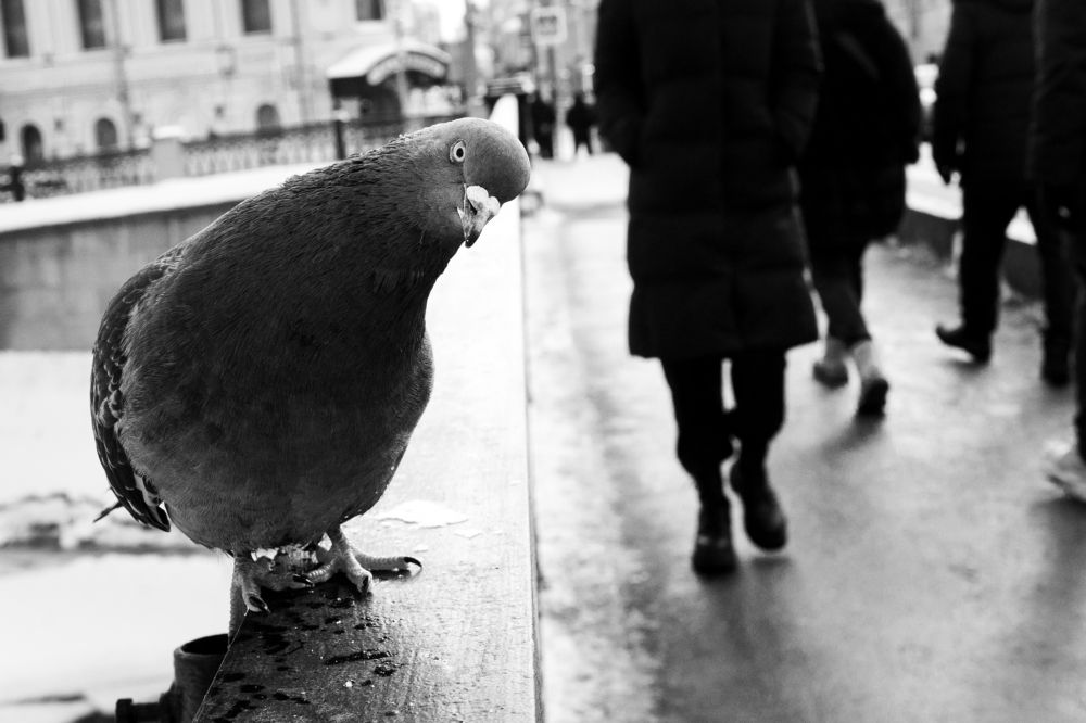 Photograph by Иван Болотов