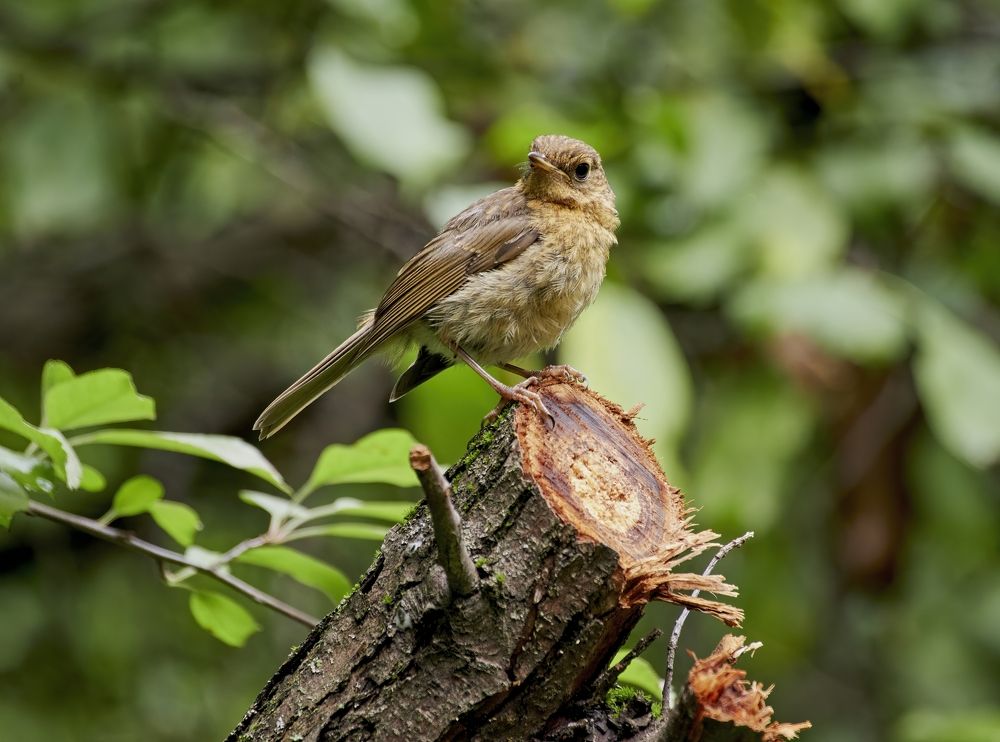 Молодая зарянка