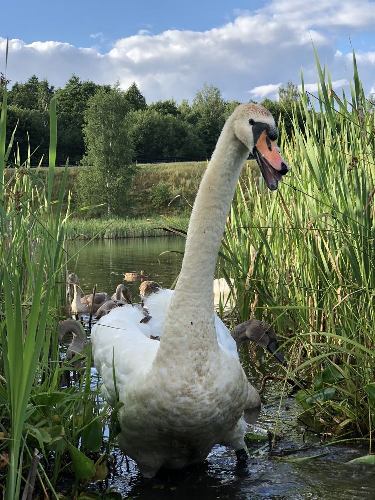 Лебединое семейство