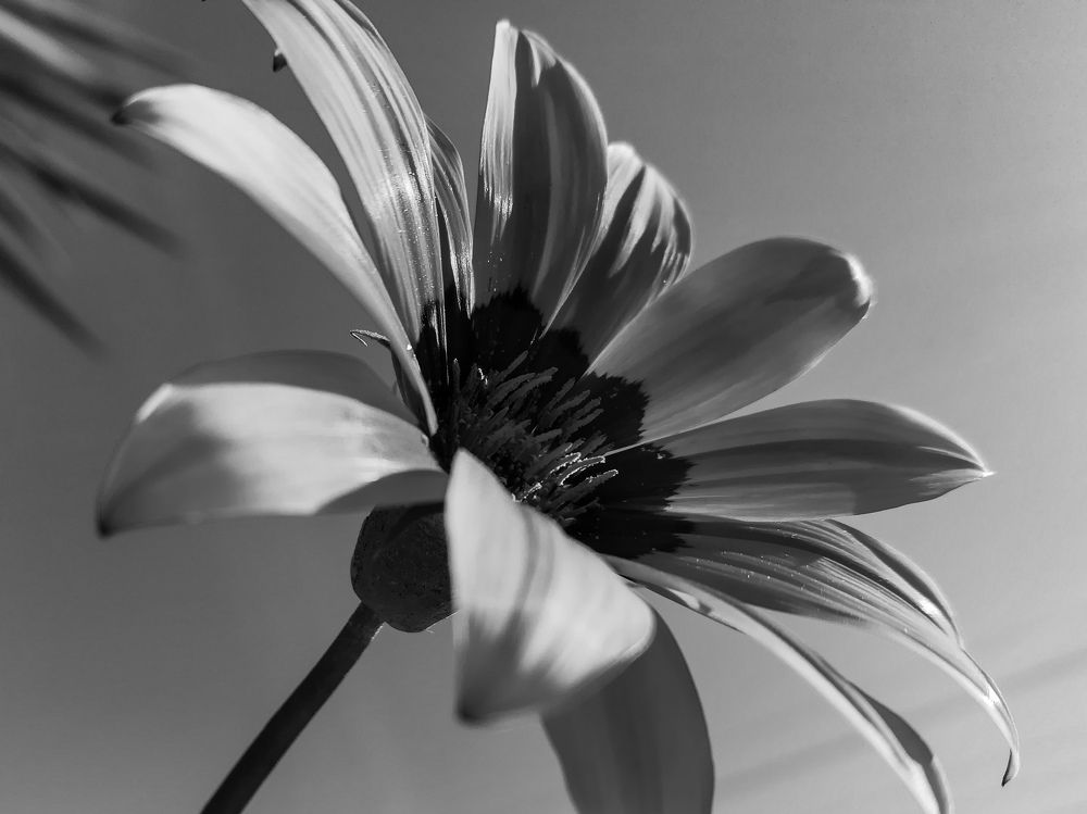 Photograph by Angie Odeh