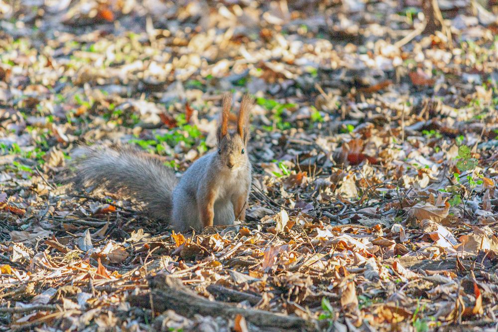 Photograph by Сергей Христинич