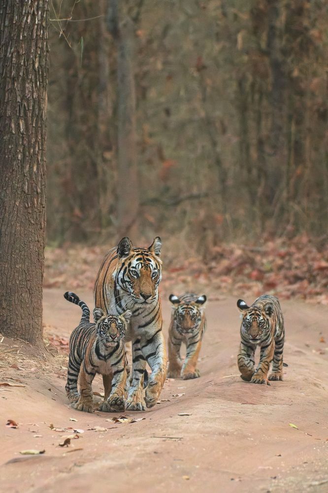 Following Mother's Footsteps