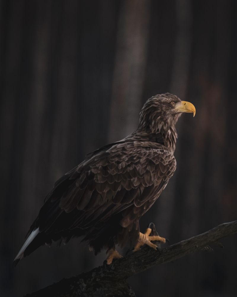 Фотография автора Андрей Барбиер