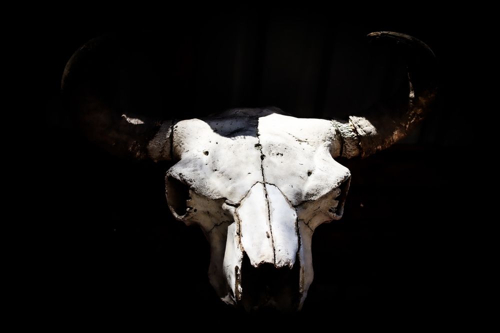 Бывшая корова