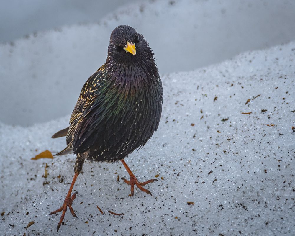 Photograph by Курлянцев Алексей
