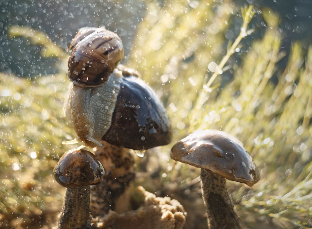 Photograph by Лионелла Зимина