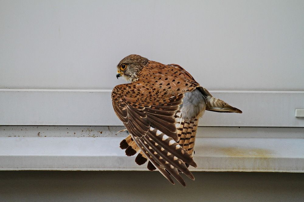 Фотография автора Александр Челмодеев