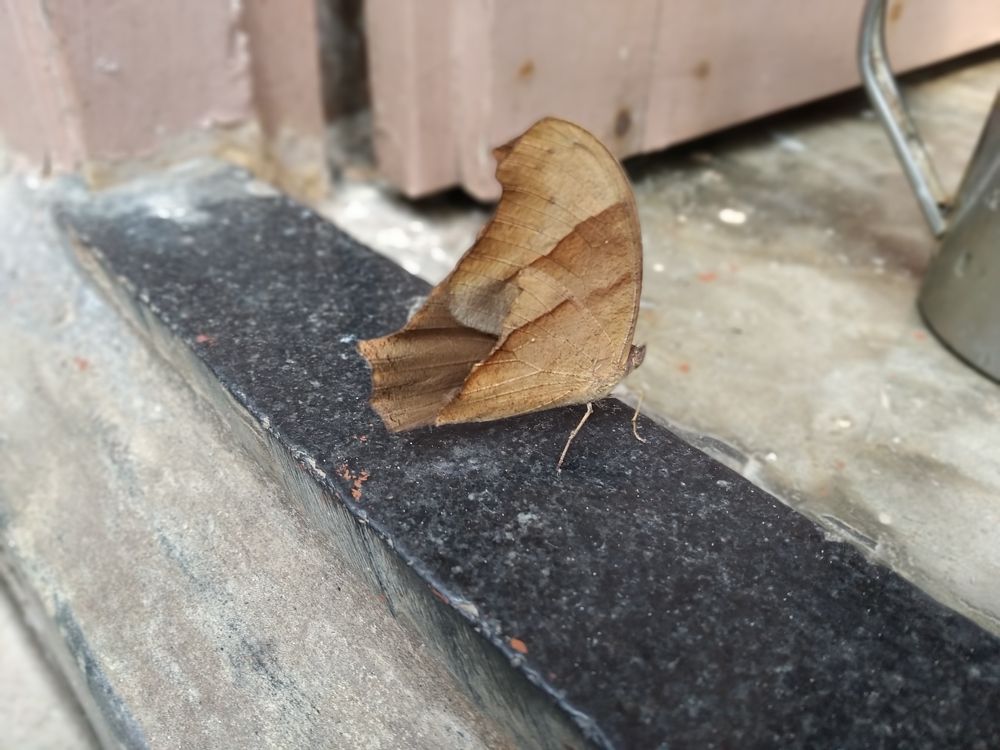 Photo #7262577