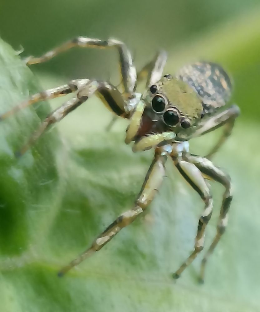 Photograph by Harry Syahrizuan